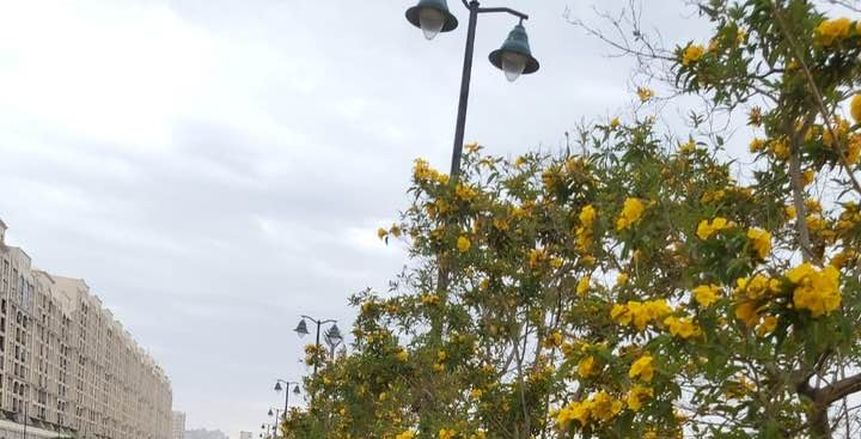 رغم الإغلاق.. استمرار أعمال الزراعة والصيانة بنادي سموحة (صور)